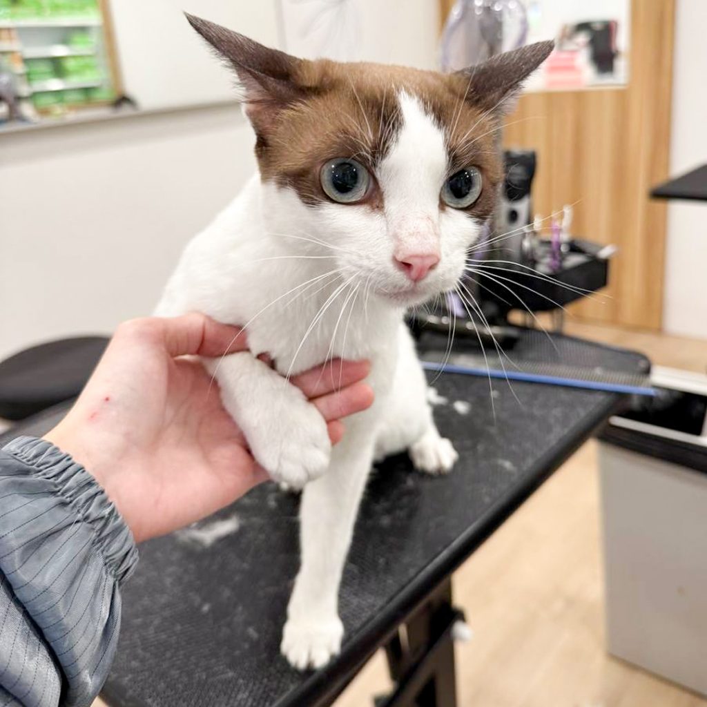 How Much Does It Cost to Groom a Cat: Price Breakdown